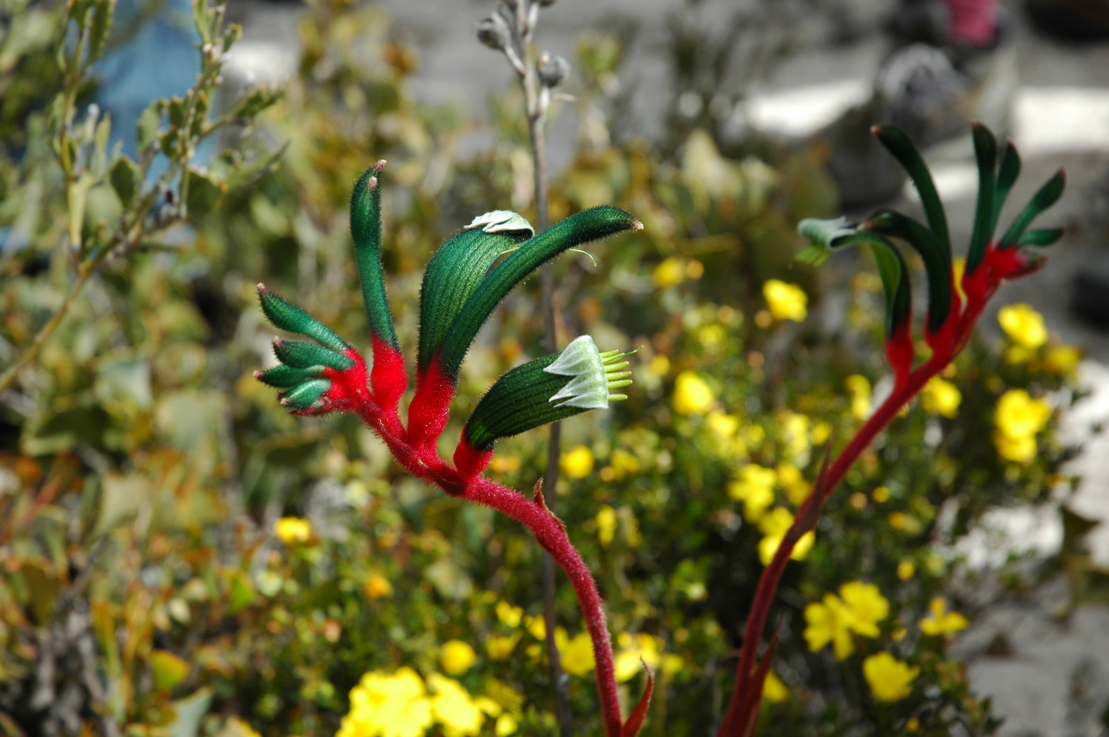 Flora